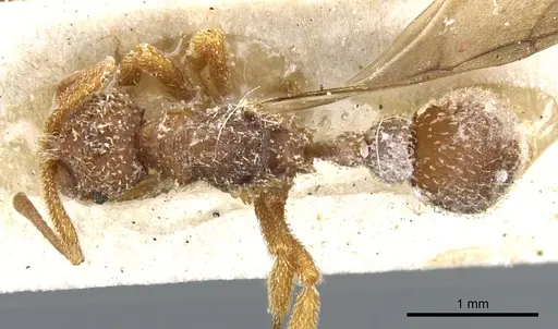 Myrmicocrypta rudiscapa specimen USNMENT00445600 image usnment00445600_1