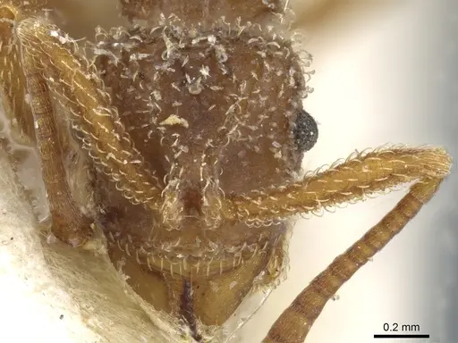 Myrmicocrypta rudiscapa specimen USNMENT00445600 image usnment00445600_2
