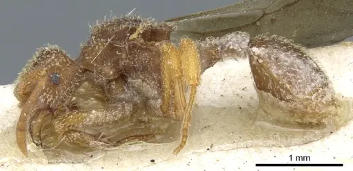 Myrmicocrypta rudiscapa specimen USNMENT00445600 image usnment00445600_3