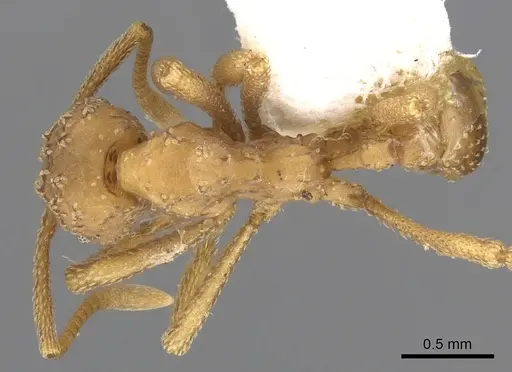 Myrmicocrypta spinosa specimen CASENT0901682 image casent0901682_1