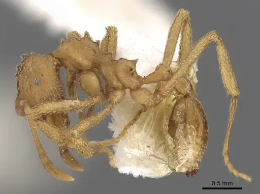 Myrmicocrypta spinosa specimen CASENT0901682 image casent0901682_3