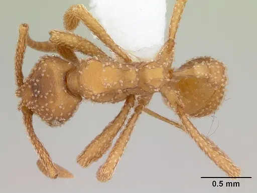 Myrmicocrypta squamosa specimen CASENT0173990 image casent0173990_1