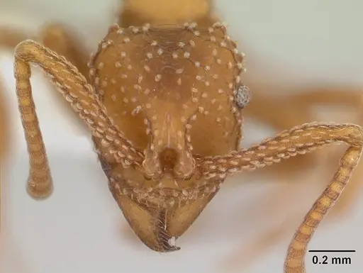 Myrmicocrypta squamosa specimen CASENT0173990 image casent0173990_2