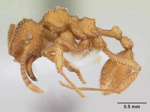 Myrmicocrypta squamosa specimen CASENT0173990 image casent0173990_3