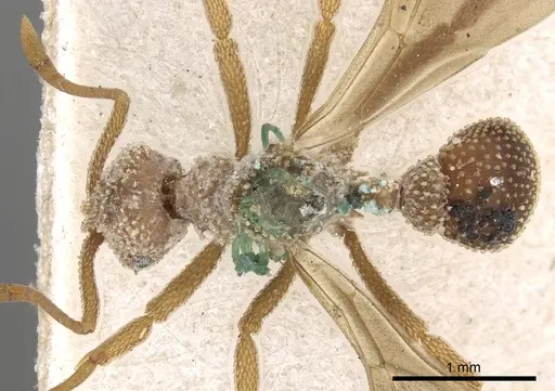 Myrmicocrypta squamosa specimen CASENT0901680 image casent0901680_1