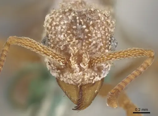 Myrmicocrypta squamosa specimen CASENT0901680 image casent0901680_2