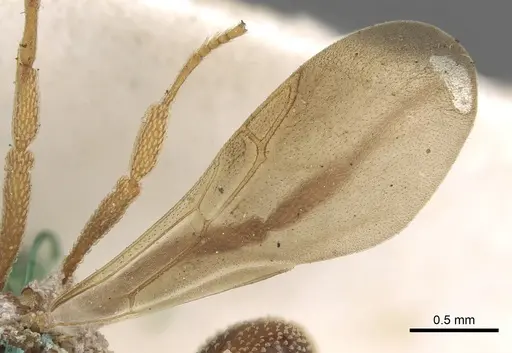 Myrmicocrypta squamosa specimen CASENT0901680 image casent0901680_4