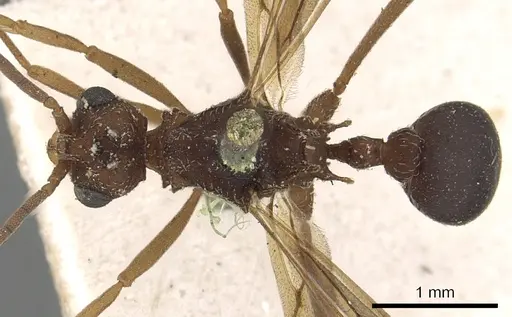 Myrmicocrypta squamosa specimen CASENT0901681 image casent0901681_1