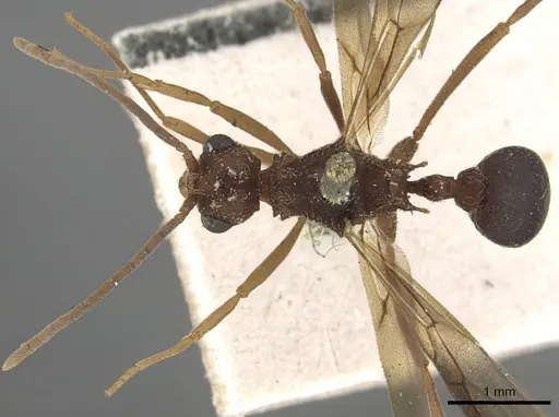 Myrmicocrypta squamosa specimen CASENT0901681 image casent0901681_2