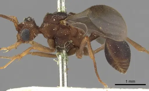 Myrmicocrypta squamosa specimen CASENT0901681 image casent0901681_4