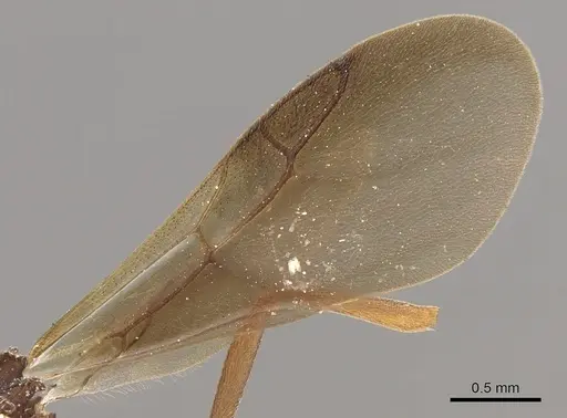 Myrmicocrypta squamosa specimen CASENT0901681 image casent0901681_5