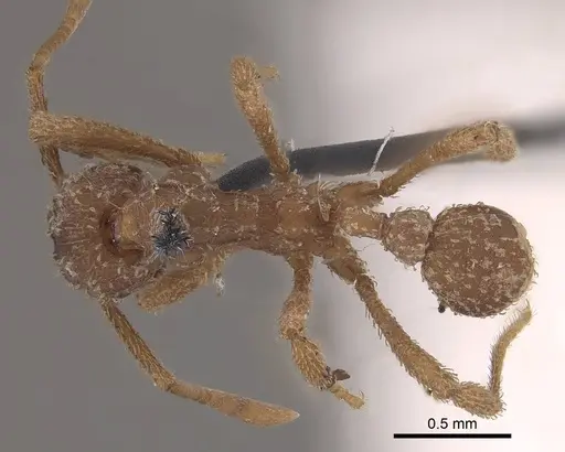 Myrmicocrypta squamosa specimen CASENT0919606 image casent0919606_1
