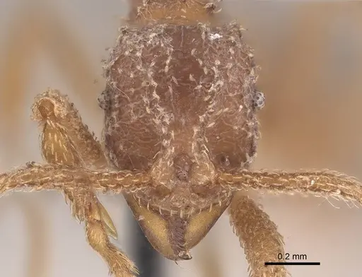 Myrmicocrypta squamosa specimen CASENT0919606 image casent0919606_2