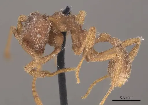 Myrmicocrypta squamosa specimen CASENT0919606 image casent0919606_3