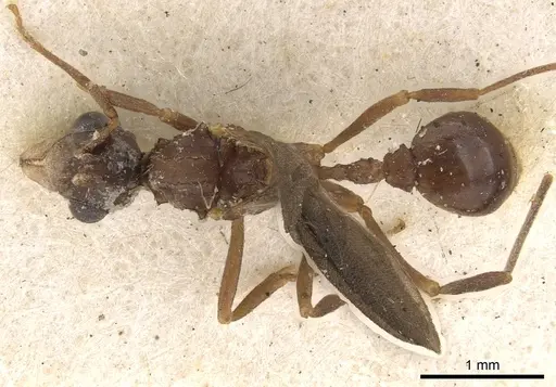 Myrmicocrypta subnitida specimen CASENT0901679 image casent0901679_1