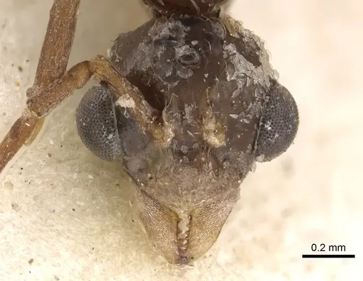Myrmicocrypta subnitida specimen CASENT0901679 image casent0901679_2