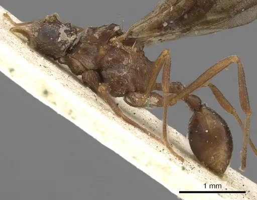Myrmicocrypta subnitida specimen CASENT0901679 image casent0901679_3