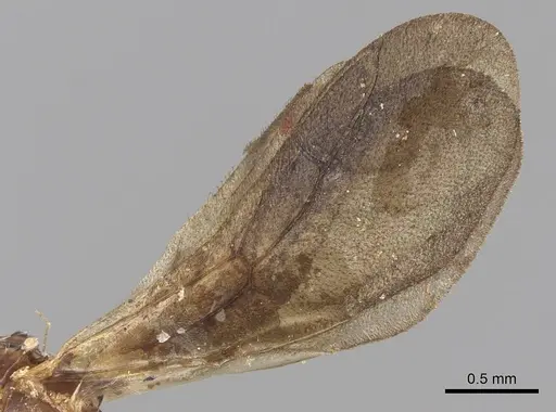 Myrmicocrypta subnitida specimen CASENT0901679 image casent0901679_4