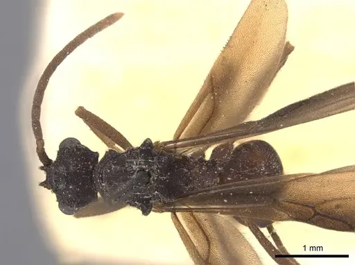 Myrmicocrypta triangulata specimen CASENT0909361 image casent0909361_1