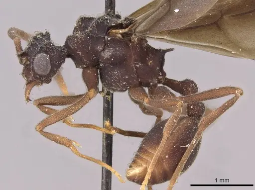 Myrmicocrypta triangulata specimen CASENT0909361 image casent0909361_3