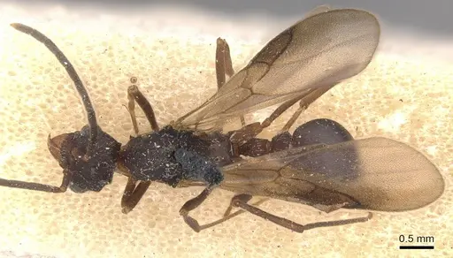 Myrmicocrypta triangulata specimen USNMENT00445574 image usnment00445574_1