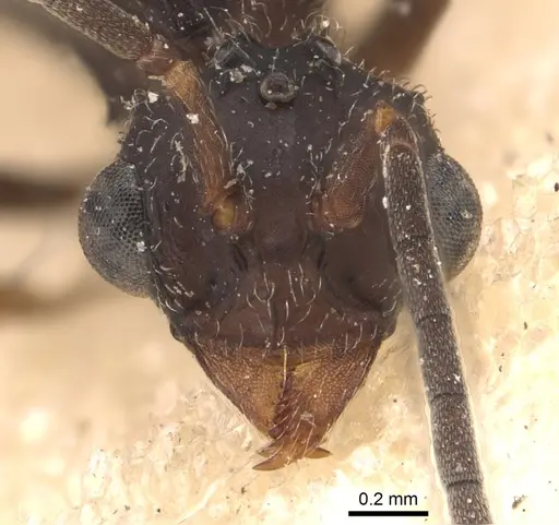 Myrmicocrypta triangulata specimen USNMENT00445574 image usnment00445574_2
