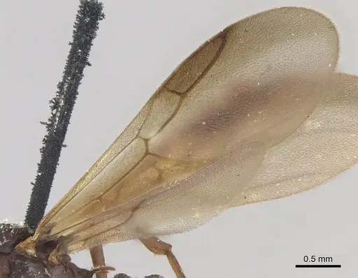 Myrmicocrypta triangulata specimen USNMENT00445574 image usnment00445574_4