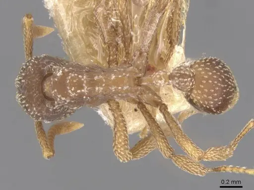 Myrmicocrypta urichi specimen CASENT0912513 image casent0912513_1