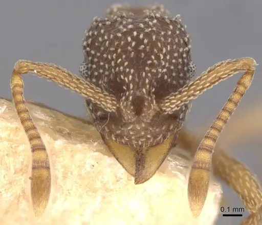 Myrmicocrypta urichi specimen CASENT0912513 image casent0912513_2