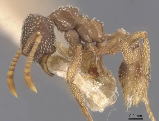 Myrmicocrypta urichi specimen CASENT0912513 image casent0912513_3