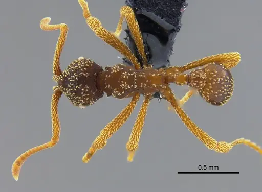 Myrmicocrypta urichi specimen CBUMAGENT41969 image cbumagent41969_1