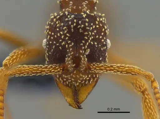 Myrmicocrypta urichi specimen CBUMAGENT41969 image cbumagent41969_2