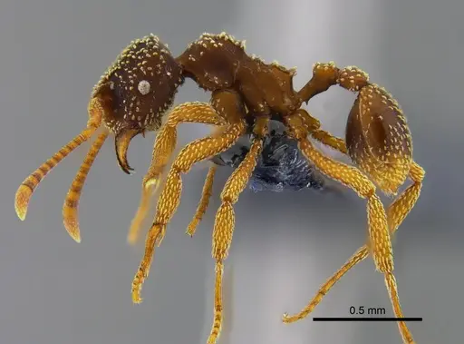 Myrmicocrypta urichi specimen CBUMAGENT41969 image cbumagent41969_3