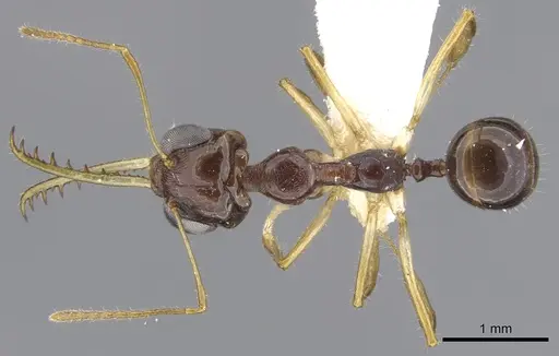 Myrmoteras arcoelinae specimen CASENT0903245 image casent0903245_1