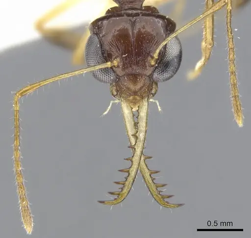 Myrmoteras arcoelinae specimen CASENT0903245 image casent0903245_2