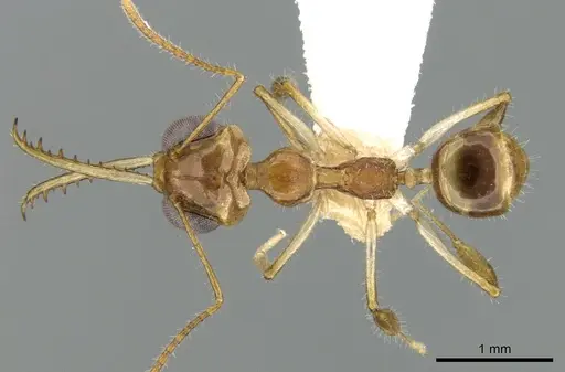 Myrmoteras bakeri specimen CASENT0906285 image casent0906285_1