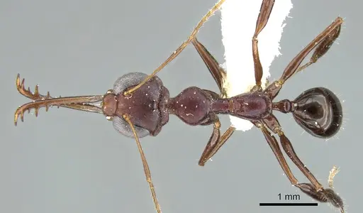 Myrmoteras barbouri specimen CASENT0906283 image casent0906283_1