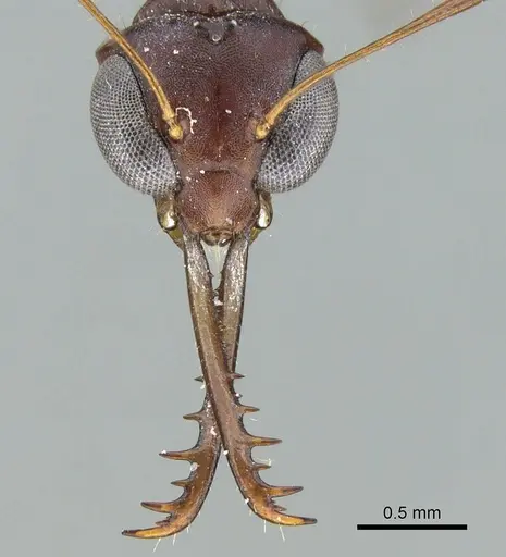 Myrmoteras barbouri specimen CASENT0906283 image casent0906283_2