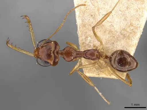 Myrmoteras binghamii specimen CASENT0909937 image casent0909937_1
