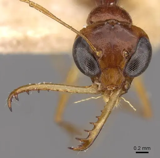 Myrmoteras binghamii specimen CASENT0909937 image casent0909937_2