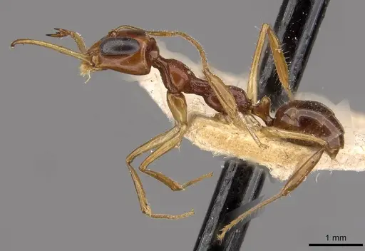 Myrmoteras binghamii specimen CASENT0909937 image casent0909937_3