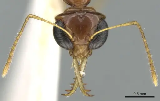 Myrmoteras brachygnathum specimen CASENT0906284 image casent0906284_2