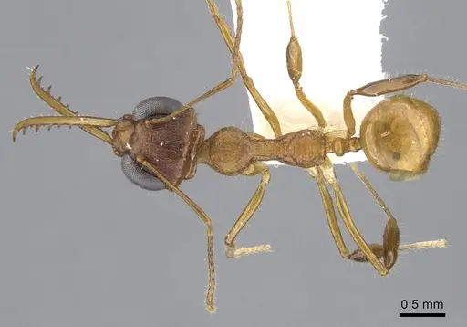 Myrmoteras brigitteae specimen CASENT0903246 image casent0903246_1