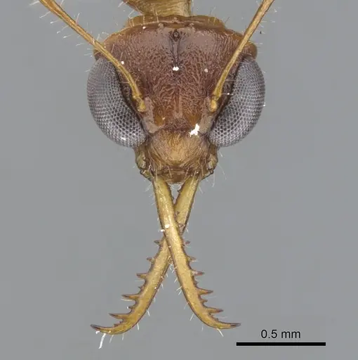 Myrmoteras brigitteae specimen CASENT0903246 image casent0903246_2