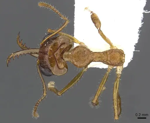 Myrmoteras brigitteae specimen CASENT0910208 image casent0910208_1