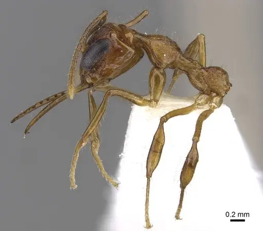 Myrmoteras brigitteae specimen CASENT0910208 image casent0910208_3