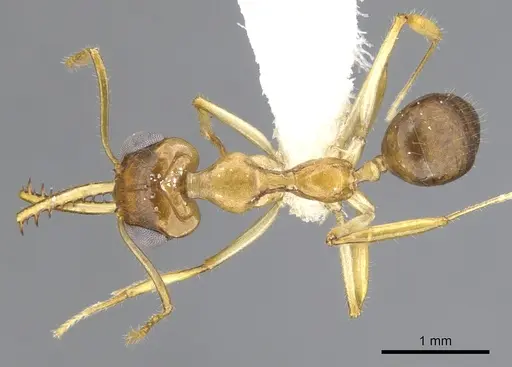 Myrmoteras chondrogastrum specimen CASENT0903240 image casent0903240_1