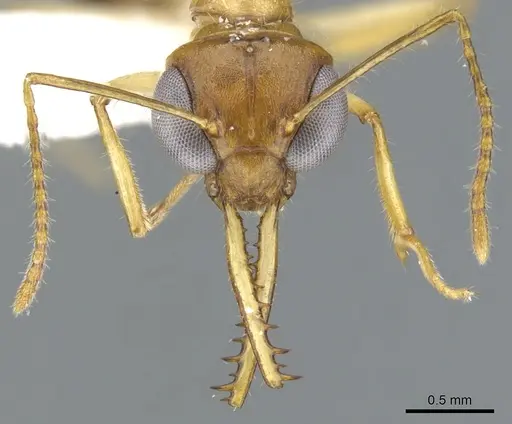 Myrmoteras chondrogastrum specimen CASENT0903240 image casent0903240_2