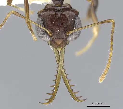 Myrmoteras danieli specimen CASENT0903247 image casent0903247_2