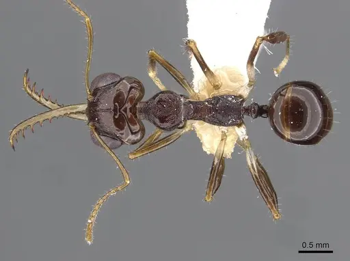Myrmoteras danieli specimen CASENT0910209 image casent0910209_1